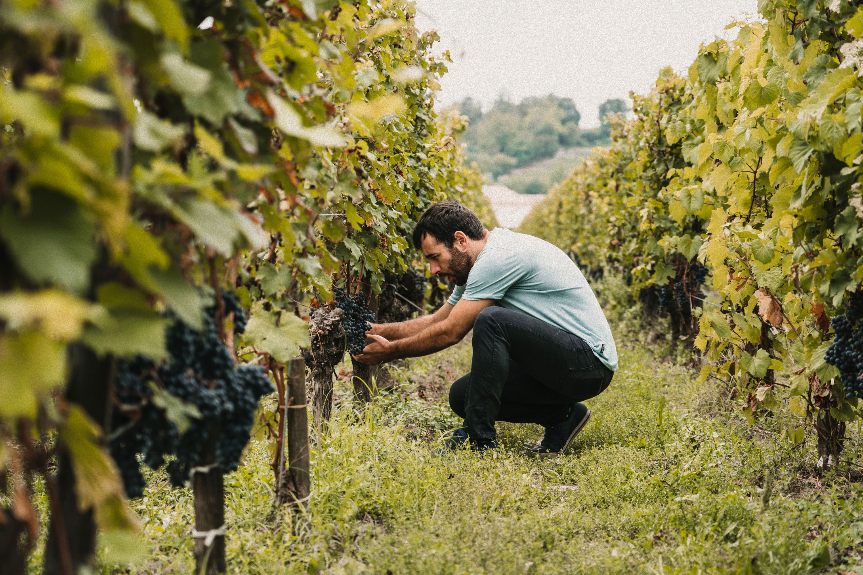 Grower inspecting grapes in a vineyard